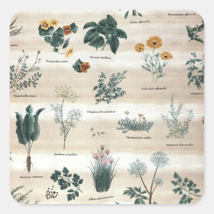 Sticker Carré Herbes Fleurs Plantes