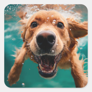 Sticker Carré Heureux Golden Retriever Nageant Sous L'eau
