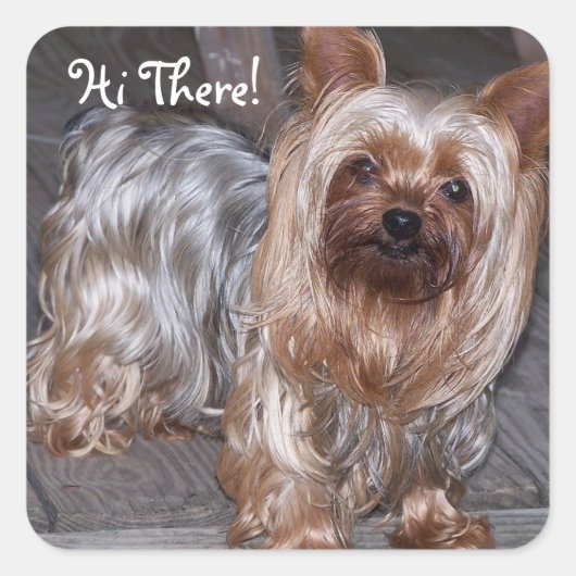 Sticker Carré Hi There Yorkshire Terrier (Devant)