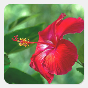 Sticker Carré Hibiscus Blossom