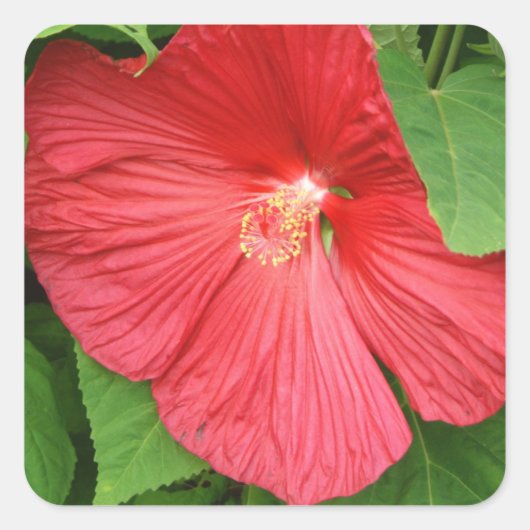 Sticker Carré Hibiscus Flower Bright Magenta (Devant)