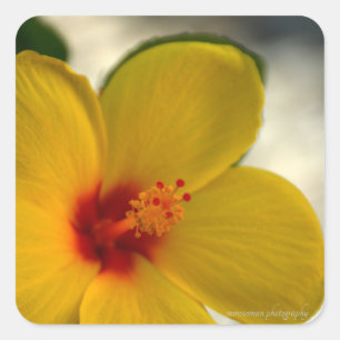 Sticker Carré Hibiscus jaune