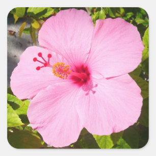 Sticker Carré Hibiscus rose Fleur tropicale