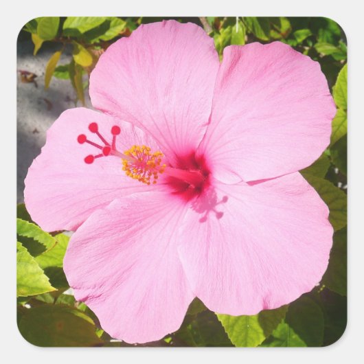 Sticker Carré Hibiscus rose Fleur tropicale (Devant)