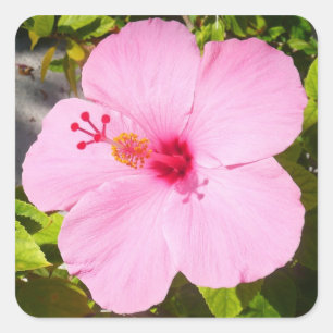 Sticker Carré Hibiscus rose Fleur tropicale