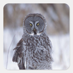 Sticker Carré Hibou de grand gris près de manganèse de ville d