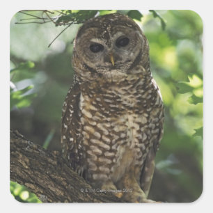Sticker Carré Hibou repéré par Mexicain sur la perche dans le