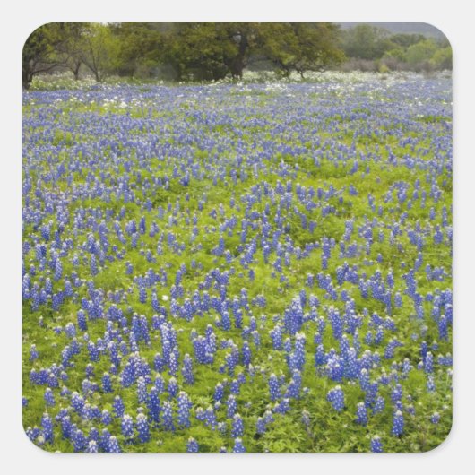 Sticker Carré Hill Country, Texas, Bluebonnets et Oak tree (Devant)