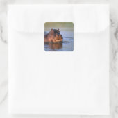 Sticker Carré Hippopotame dans la rivière (Sac)