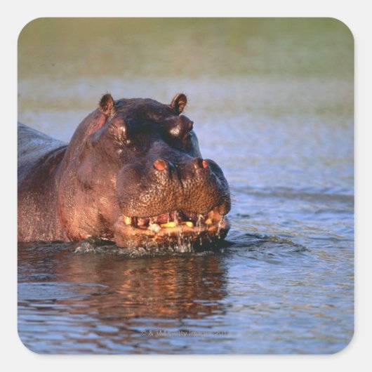 Sticker Carré Hippopotame dans la rivière (Devant)