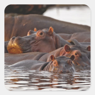 Sticker Carré Hippopotame, Hippopotamus amphibius, Lac