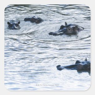 Sticker Carré Hippopotames flottant dans une rivière, Afrique