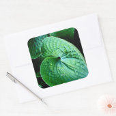 Sticker Carré Hosta Heart (Enveloppe)