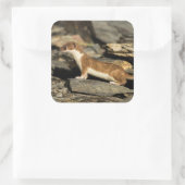 Sticker Carré Huile de chasse (Sac)