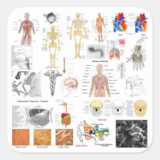 Sticker Carré Human Anatomy Charts (Devant)