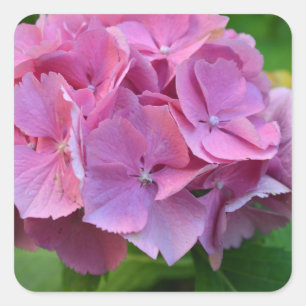 Sticker Carré Hydrangea à pompons roses Hortensia Fleur