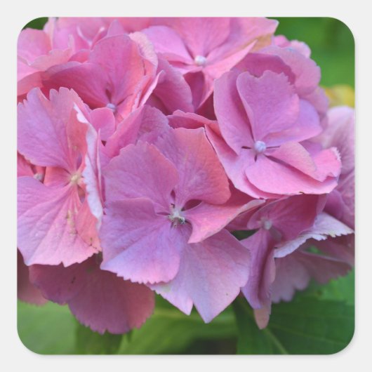 Sticker Carré Hydrangea à pompons roses Hortensia Fleur (Devant)