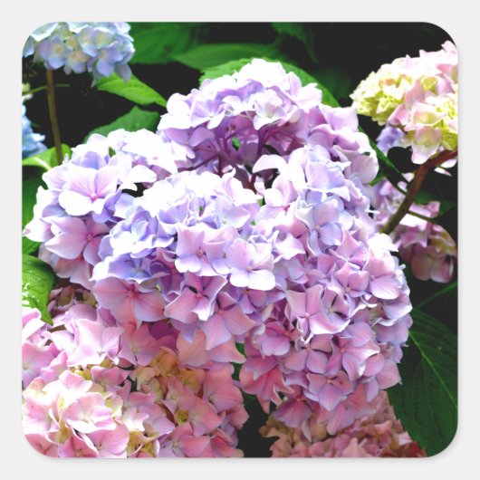 Sticker Carré Hydrangea garden, rose, bleu, purple floral (Devant)