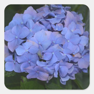 Sticker Carré Hydrangea macrophylla violette rustique
