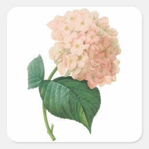 Sticker Carré Hydrangea Rose Vintage Hortensia Fleur de Redoute