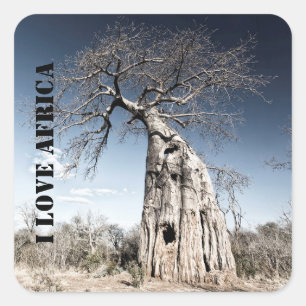 Sticker Carré I love Africa Baobab Tree photo