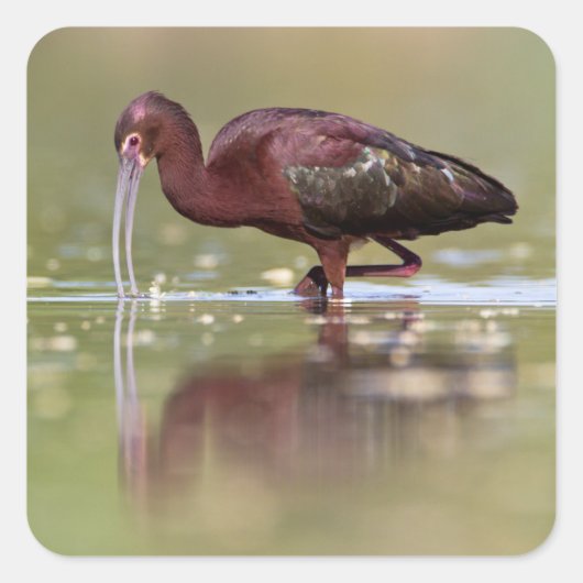 Sticker Carré Ibis dans les étangs (Devant)