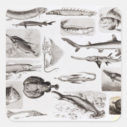 Sticker Carré Ichthyologie - Elasmobranche, Ganoïde (Devant)