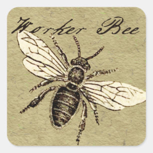Sticker Carré Illustration Antique d'Abeille Ouvrière Insecte Vi