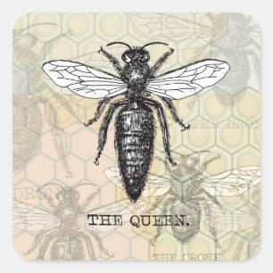 Sticker Carré Illustration Antique d'Insecte de Bourdon Reine Ab