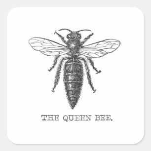 Sticker Carré Illustration Antique d'Insecte de Bourdon Reine Ab