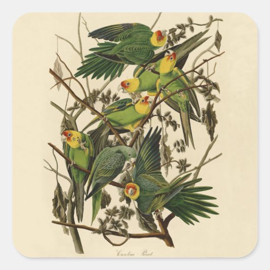 Sticker Carré Illustration Audubon Carolina Parrot Bird (Devant)