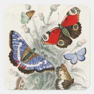 Sticker Carré Illustration botanique scientifique vintage papill