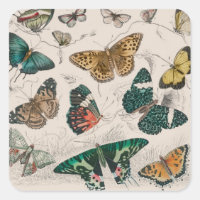 Illustration de papillon antique : 1820 Orfèvre