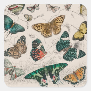 Sticker Carré Illustration de papillon antique : 1820 Orfèvre