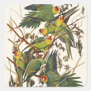 Sticker Carré Illustration vintage d'Audubon du Perroquet de Car