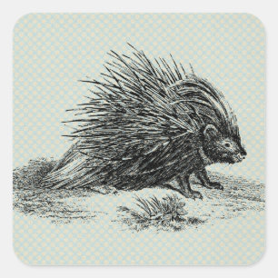 Sticker Carré Illustration vintage de Porcupine