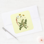 Sticker Carré Illustration vintage du Dandelion (Enveloppe)