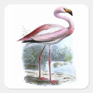 Sticker Carré Illustration Vintage du Flamant rose Puna