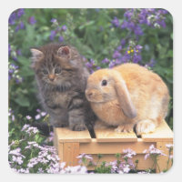 Image d'un chaton et d'un lapin d'oreille de lop d