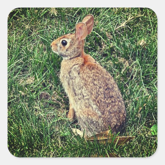 Sticker Carré Image d'un lapin (Devant)