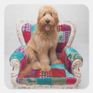 Sticker Carré Images de Getty   Goldendoodle mignon