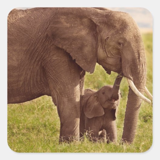 Sticker Carré Images Getty | Elephant & bébé (Devant)