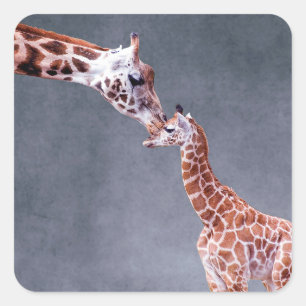 Sticker Carré Images Getty   Mère et bébé Giraffe
