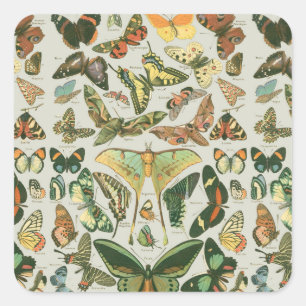 Sticker Carré Impression de motif de papillon de nuit vintage