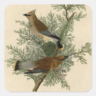 Sticker Carré Impression d'oiseau de John James Audubon Jaseur b