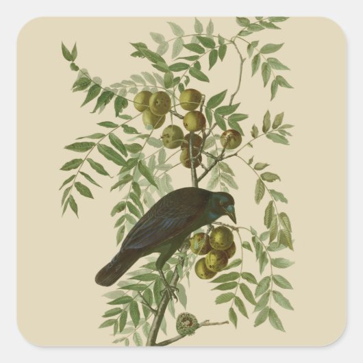 Sticker Carré Impression d'oiseau Grackle violet d'Audubon Botan (Devant)