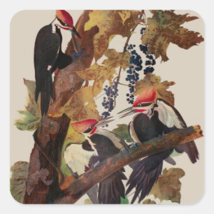 Sticker Carré Impression d'oiseau Pic à tête rouge de John James