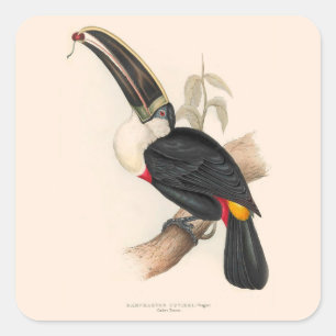 Sticker Carré Impression du Toucan de Cuvier : Oiseau Tropical V