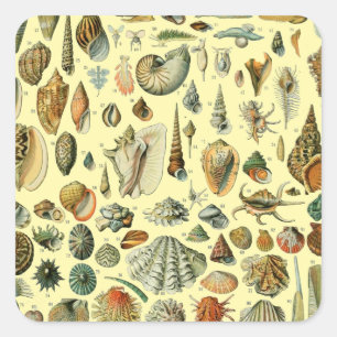 Sticker Carré Impression vintage de coquillages d'Adolphe Millot