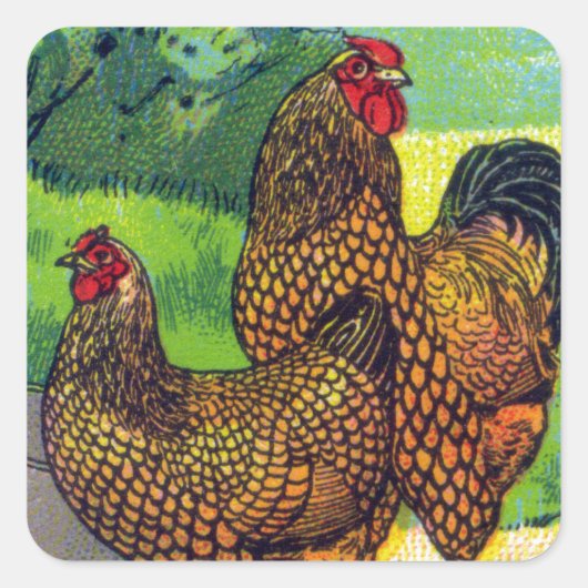 Sticker Carré Impression vintage de poulet (Devant)